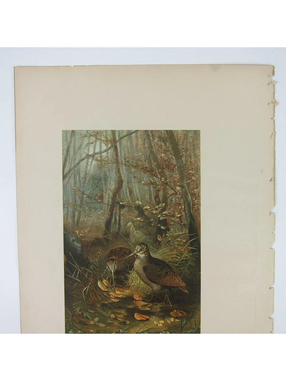 Antique 1898 Victorian Art Bird Print Lithograph Woodcock in Forest Louis Prang